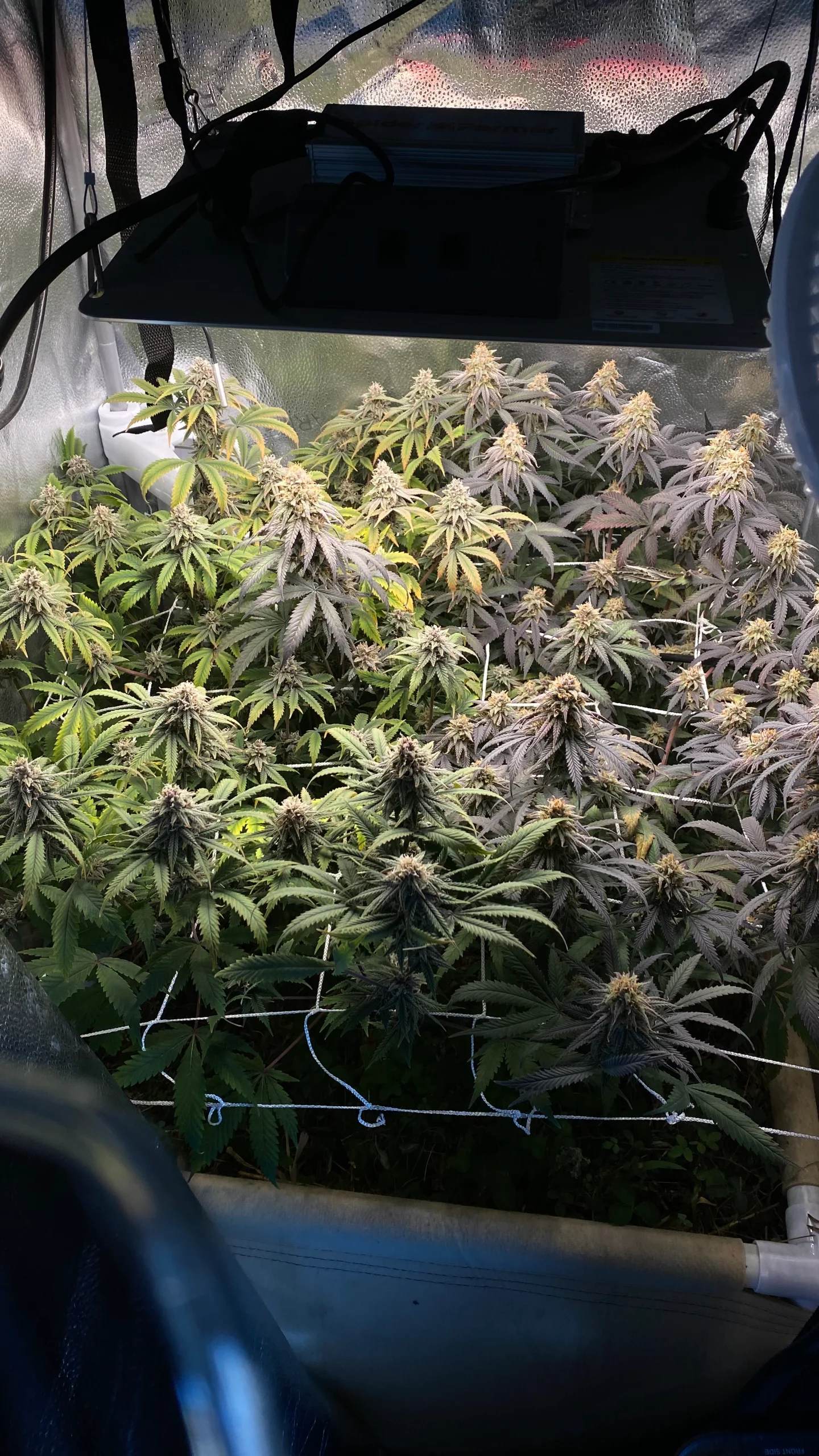Reid's Runtz living soil grow, full cannabis canopy in flower under LED grow lights